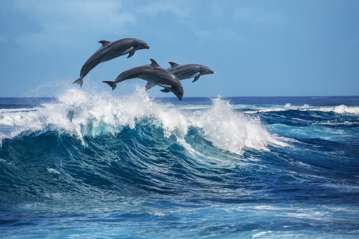 dolphin pact jumping, dolphin facts