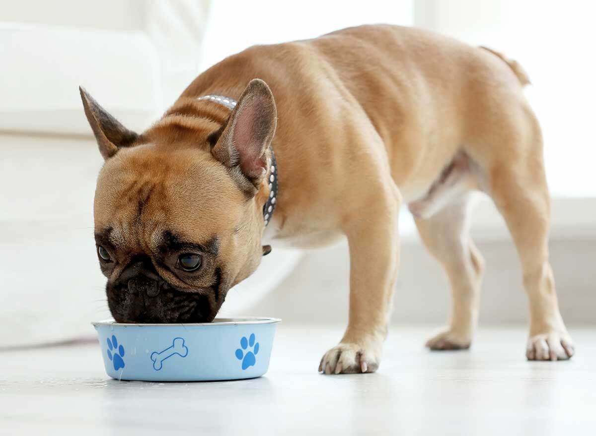 dog eating from bowl