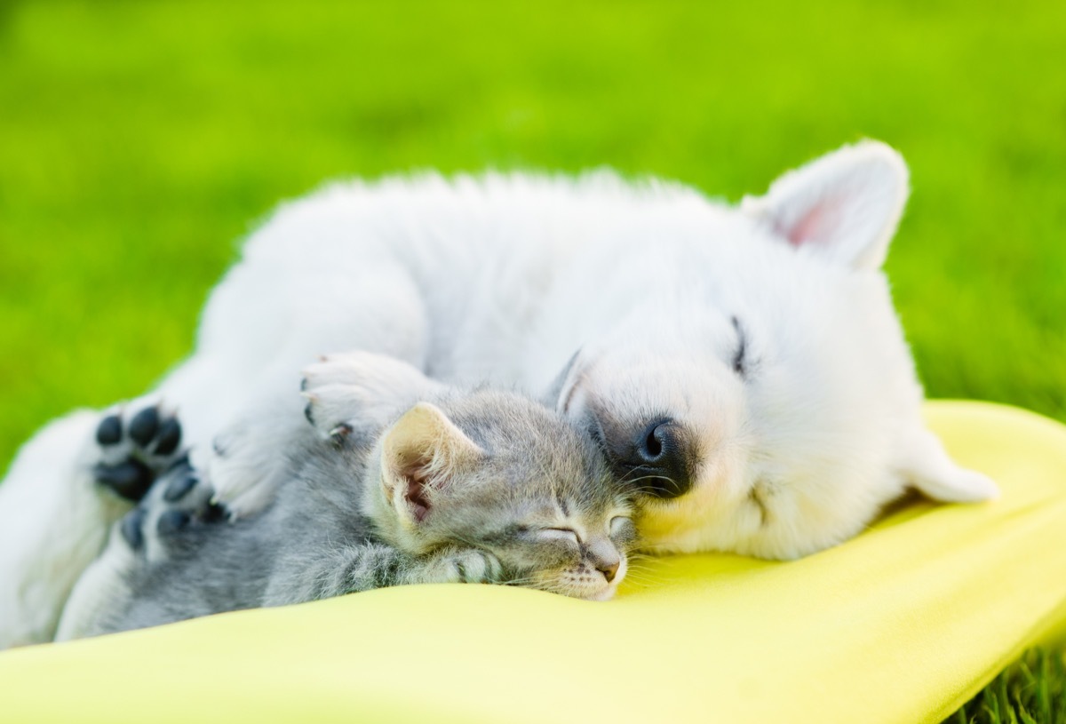 white swiss shepherd sleeping with kitten photos of snoozing dogs