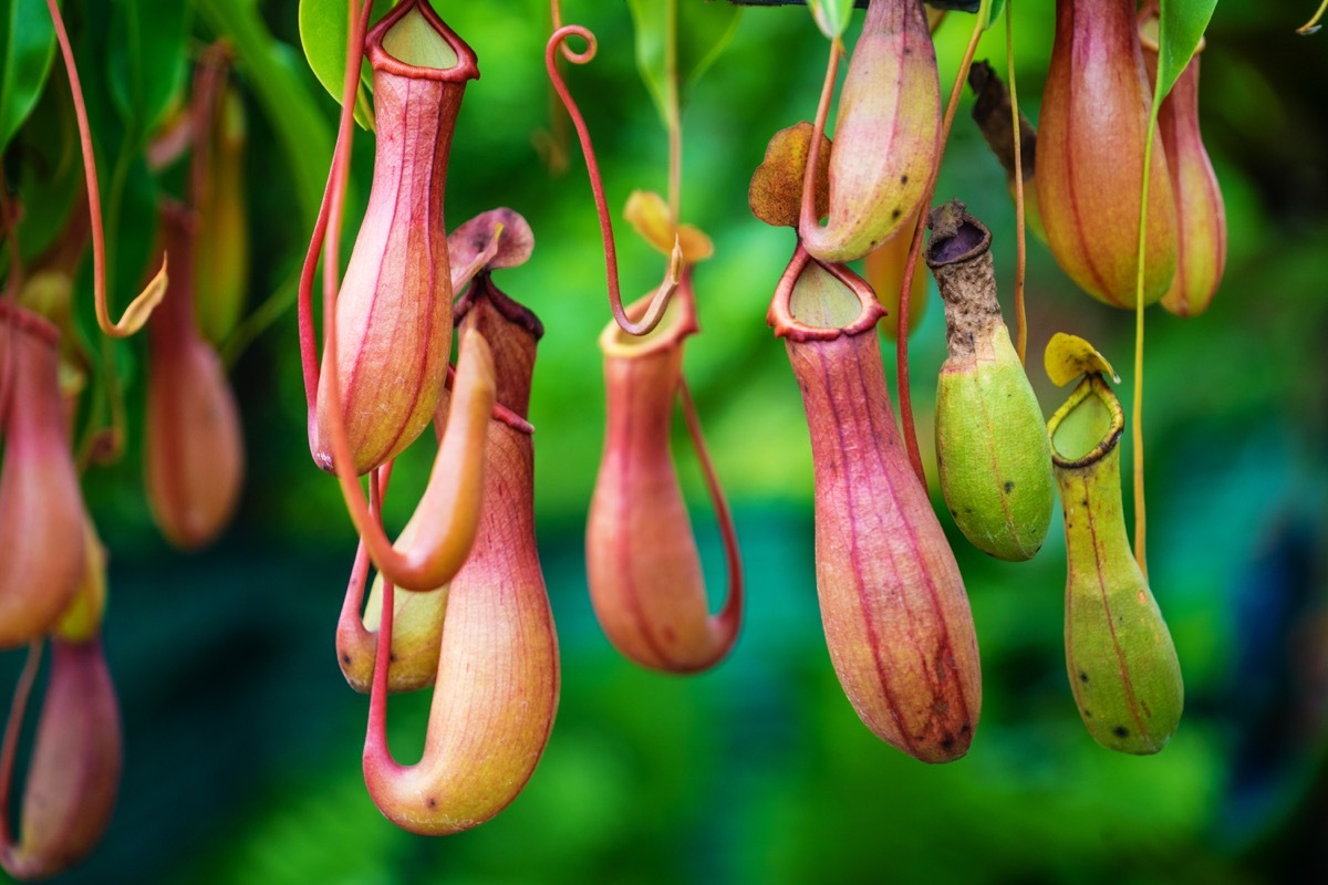 Nepenthes, Tropical pitcher plants and monkey cups