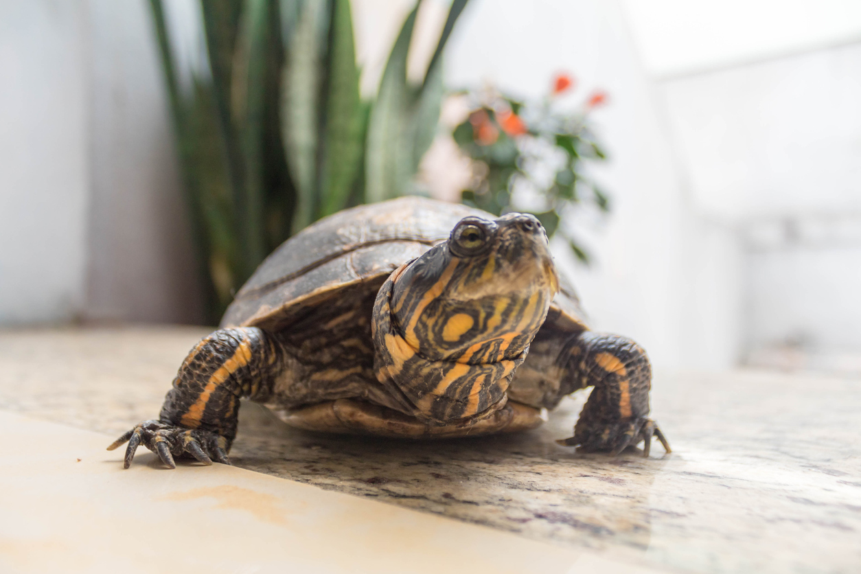 Turtle pet relaxing in the garden with plants background.