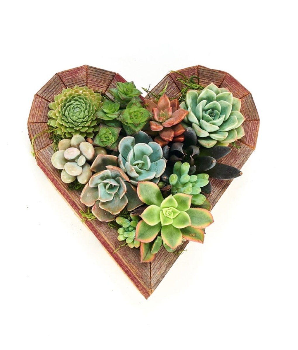 Heart Succulent Garden