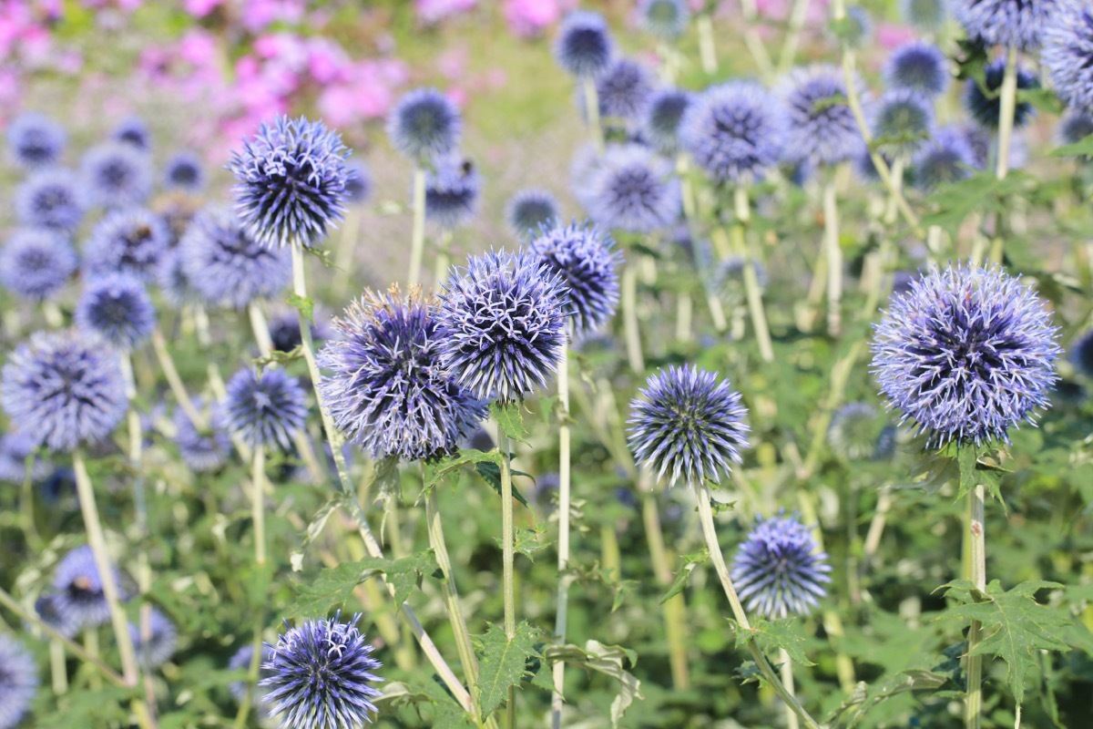 Globe Thistle Plants