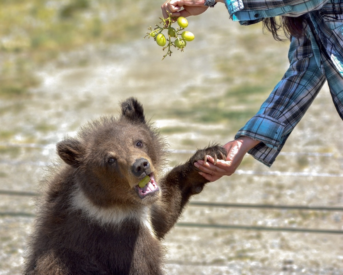 baby bear eating grapes adorable photos of bears