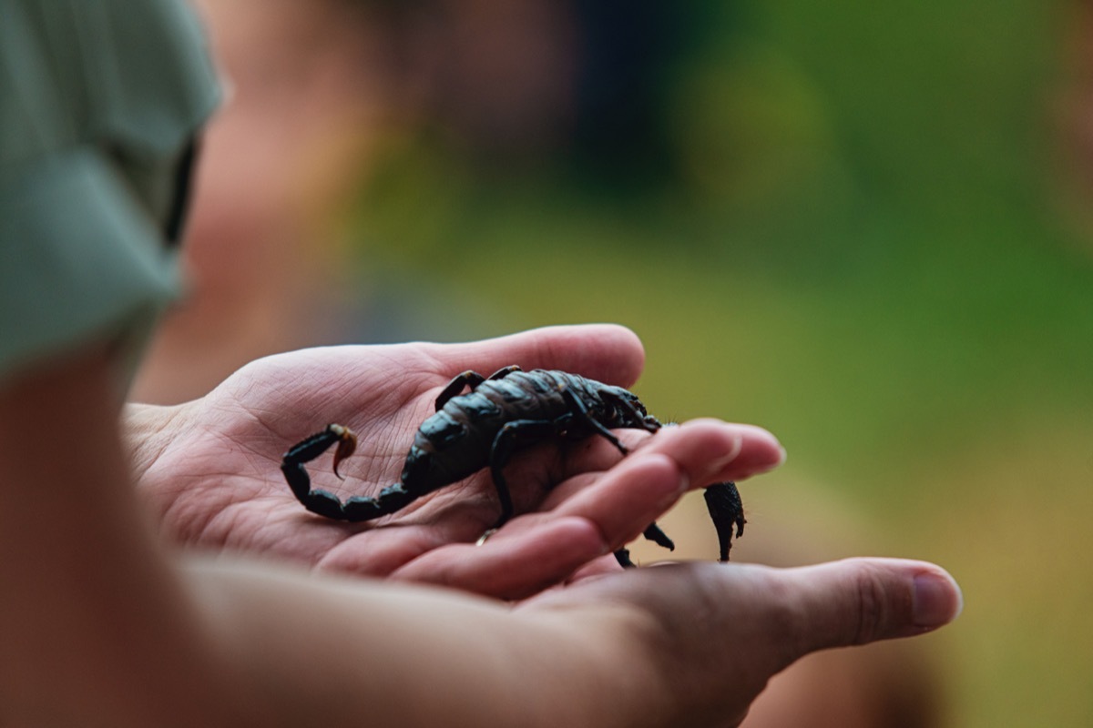 a woman carefully holds a scorpion.