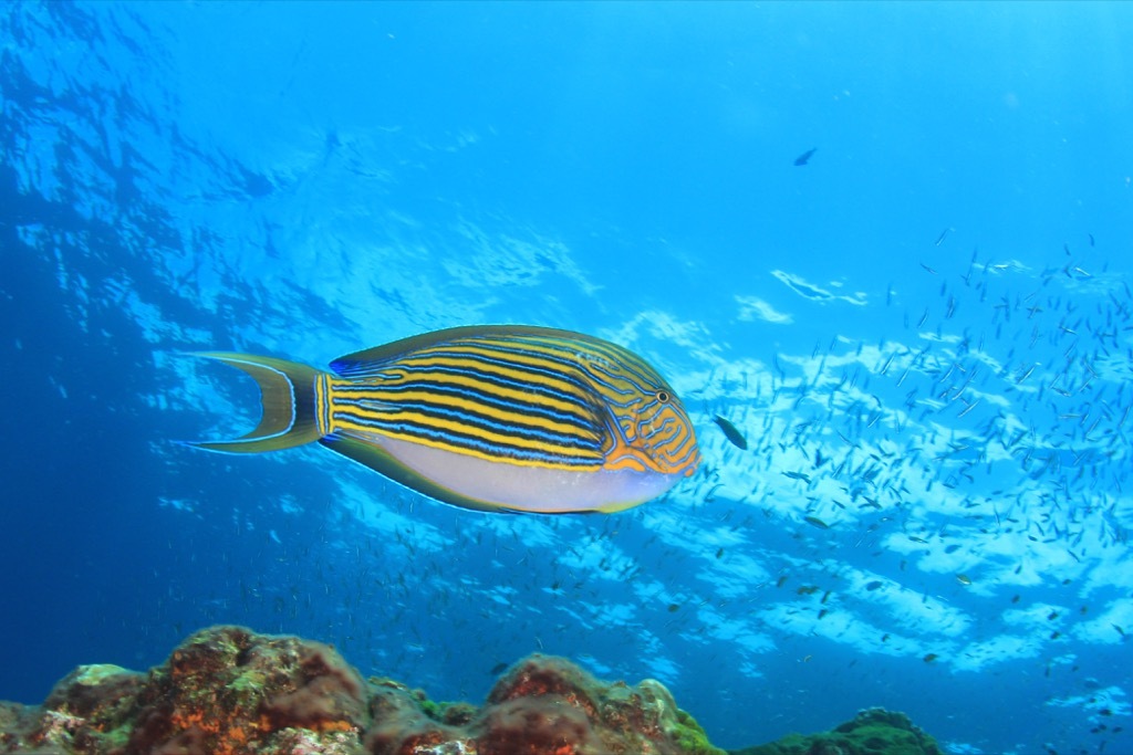 Striped surgeonfish