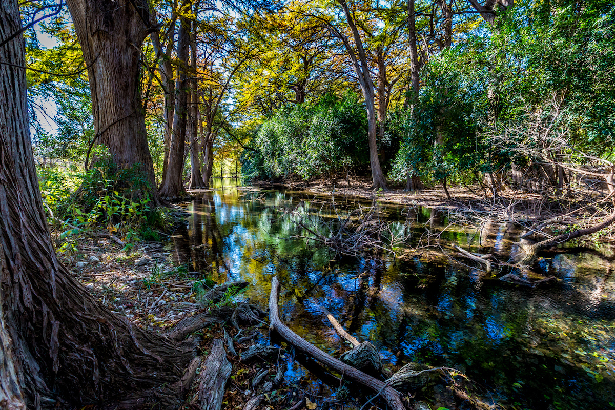 Different Colors of Fall Foliage on Trees Lining the Crystal Clear Frio River in Texas.