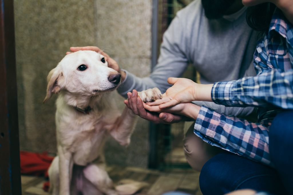 shelter dog just wants love {Pet Adoption Stories}