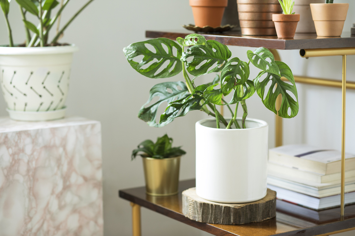 monstera deliciosa plant in modern living room