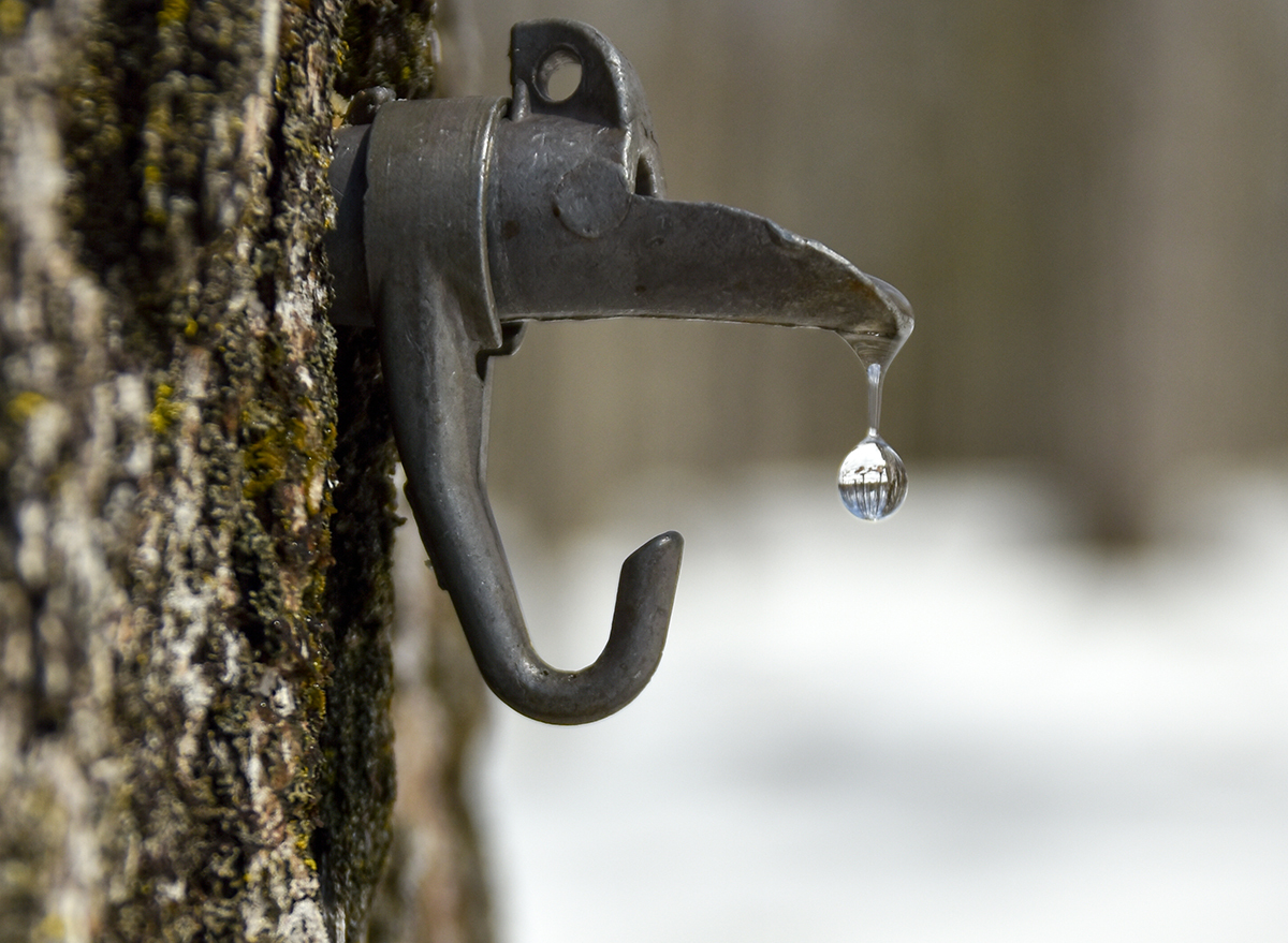 maple water