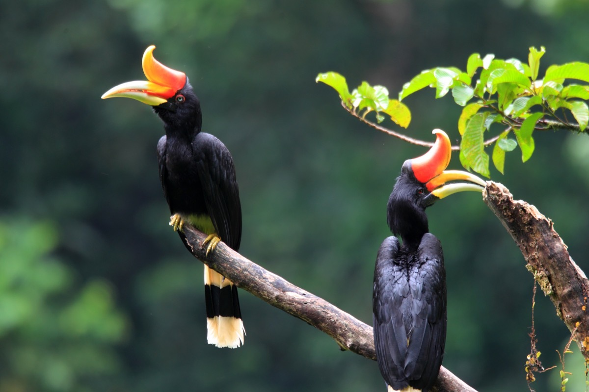 rhinoceros hornbills in a tree