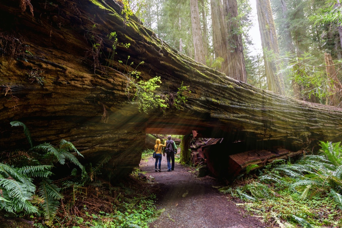 hiking in Redwood National Park California