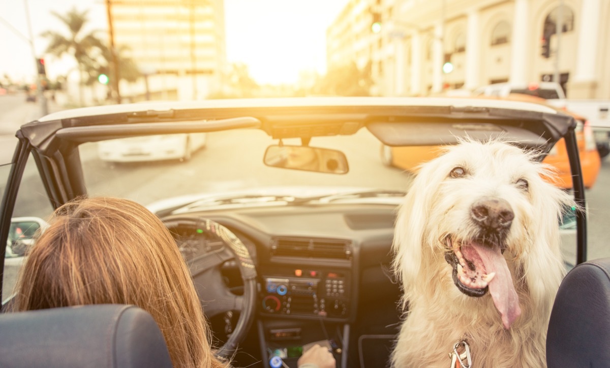 Woman driving with dog 