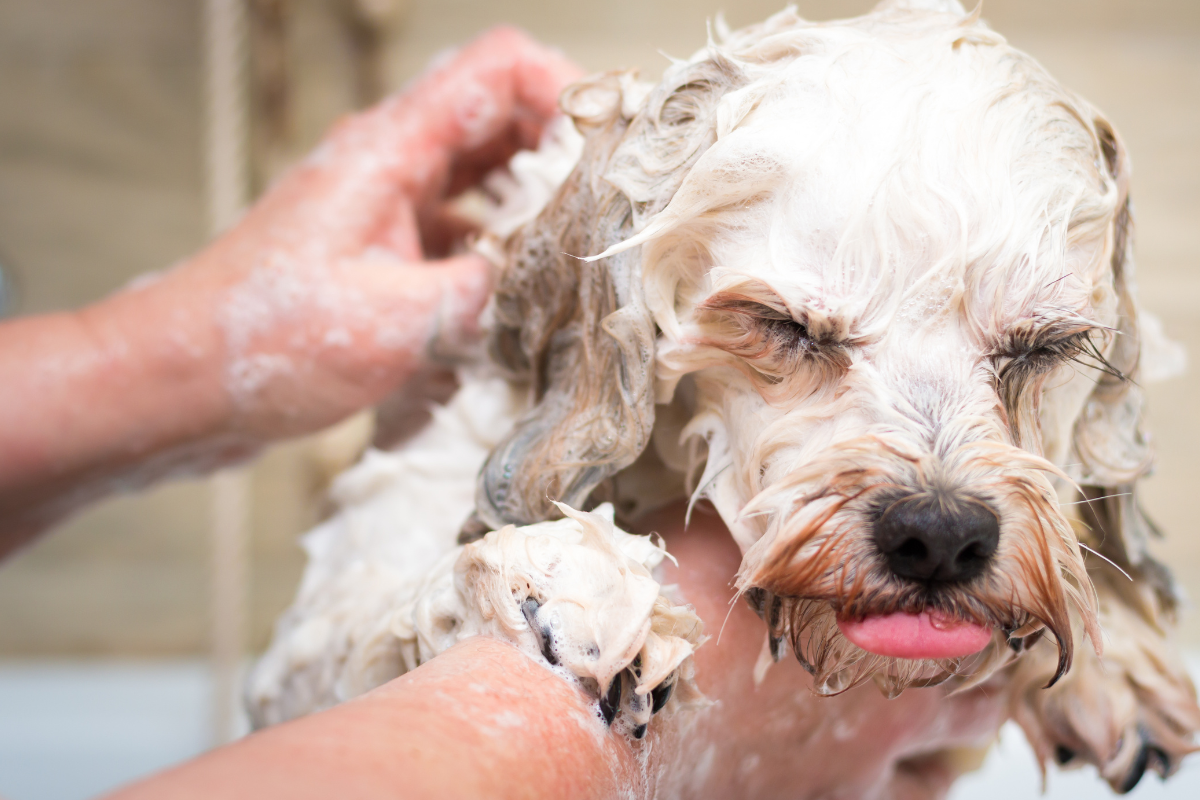 small dog upset in bath