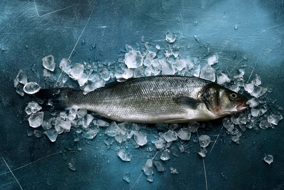 Raw sea bass over ice