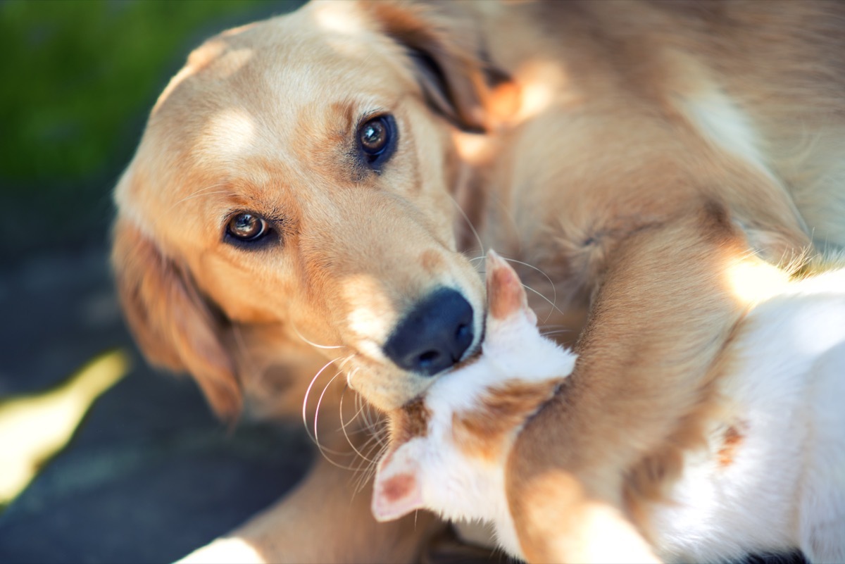 Domestic cat and golden retriever in grass at home. Best friends.