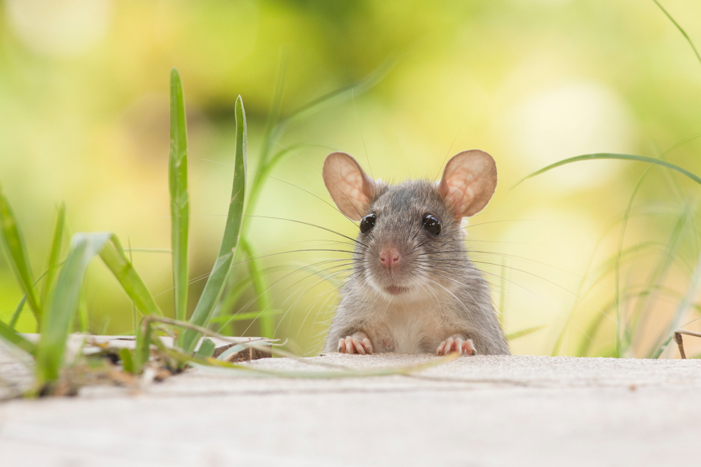 A mouse or rat standing in a yard