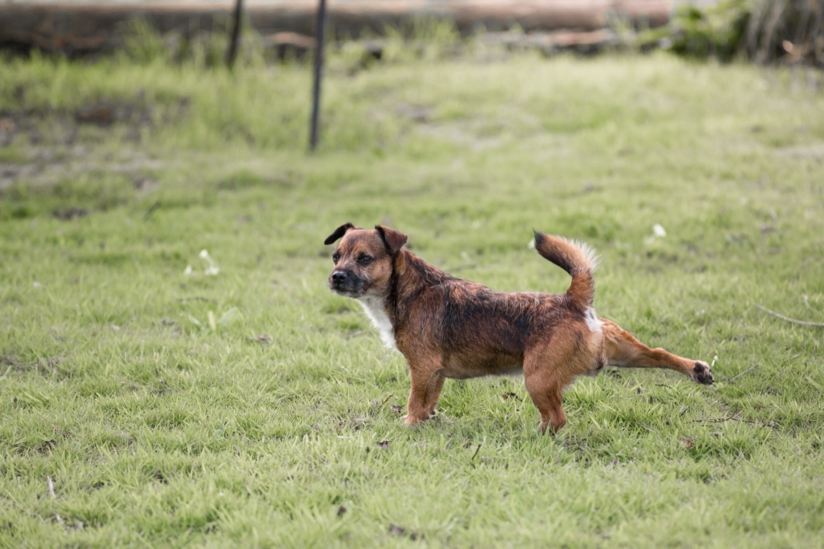 Border Terrier Cross dog kicking with his back leg