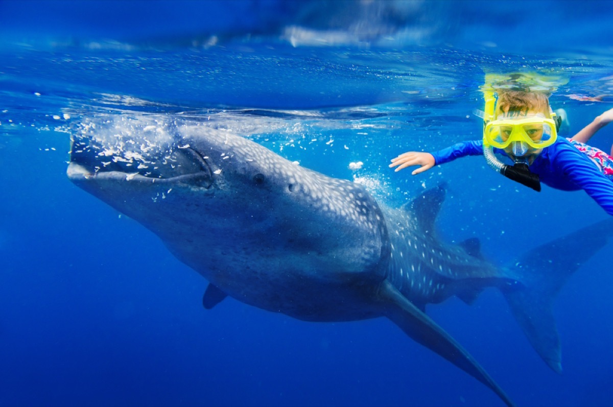 whale shark and snorkeler