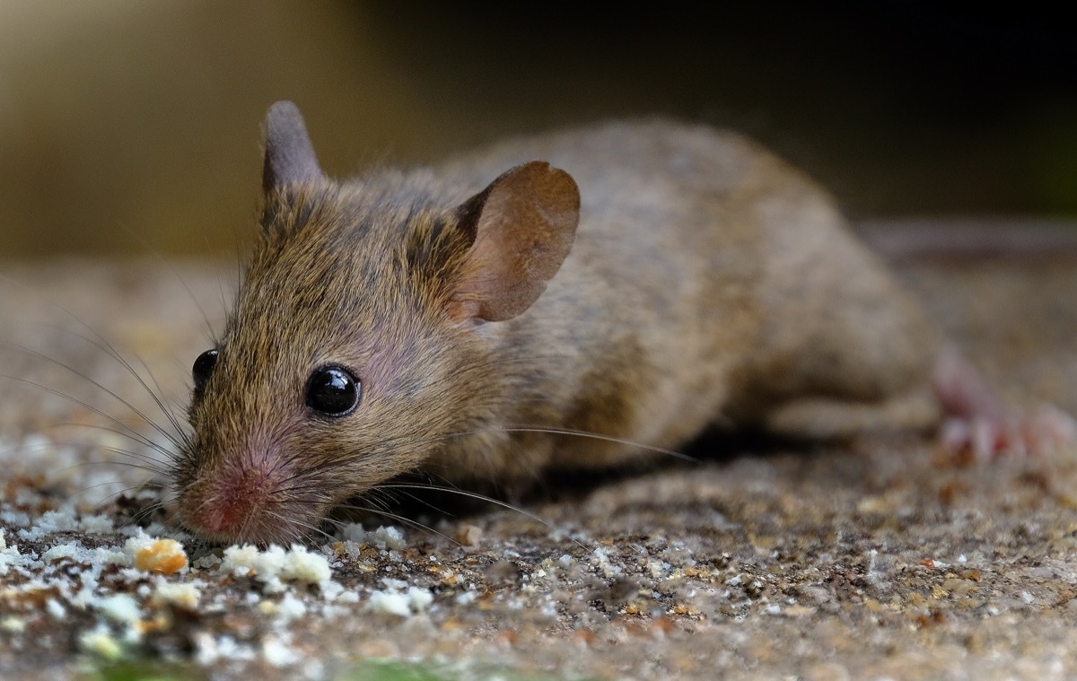 House mouse feeding in urban house garden on seed meant for birds.