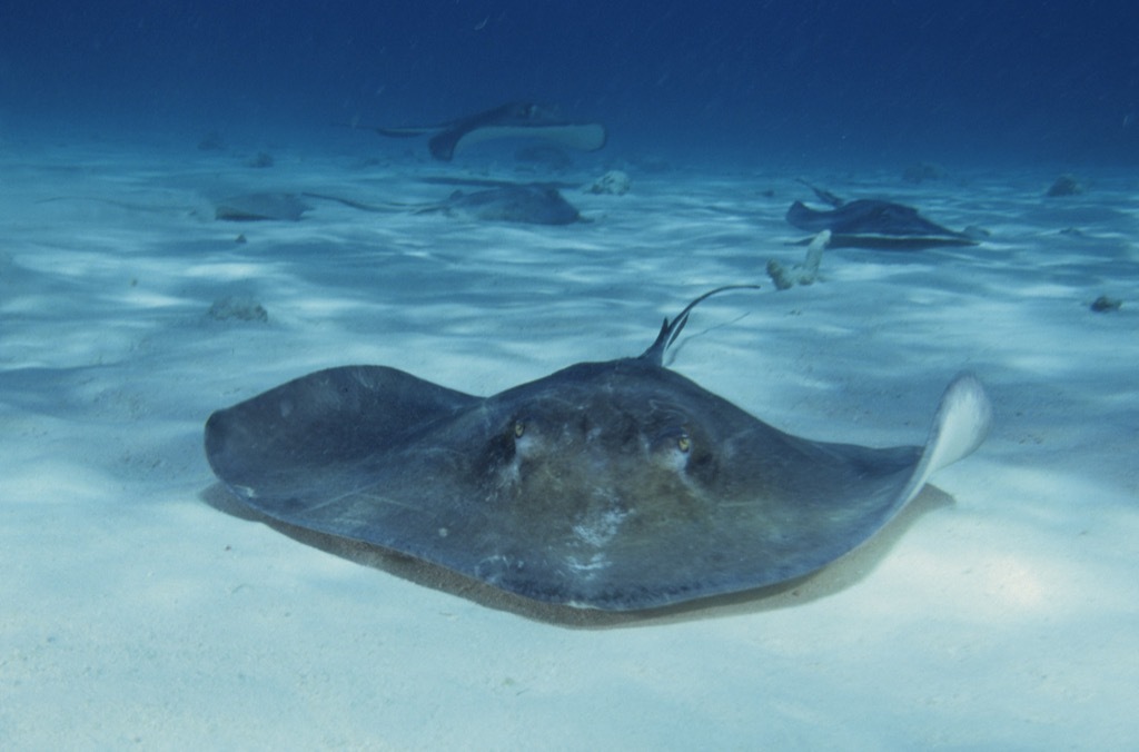 stingray Sea Creatures That Sting