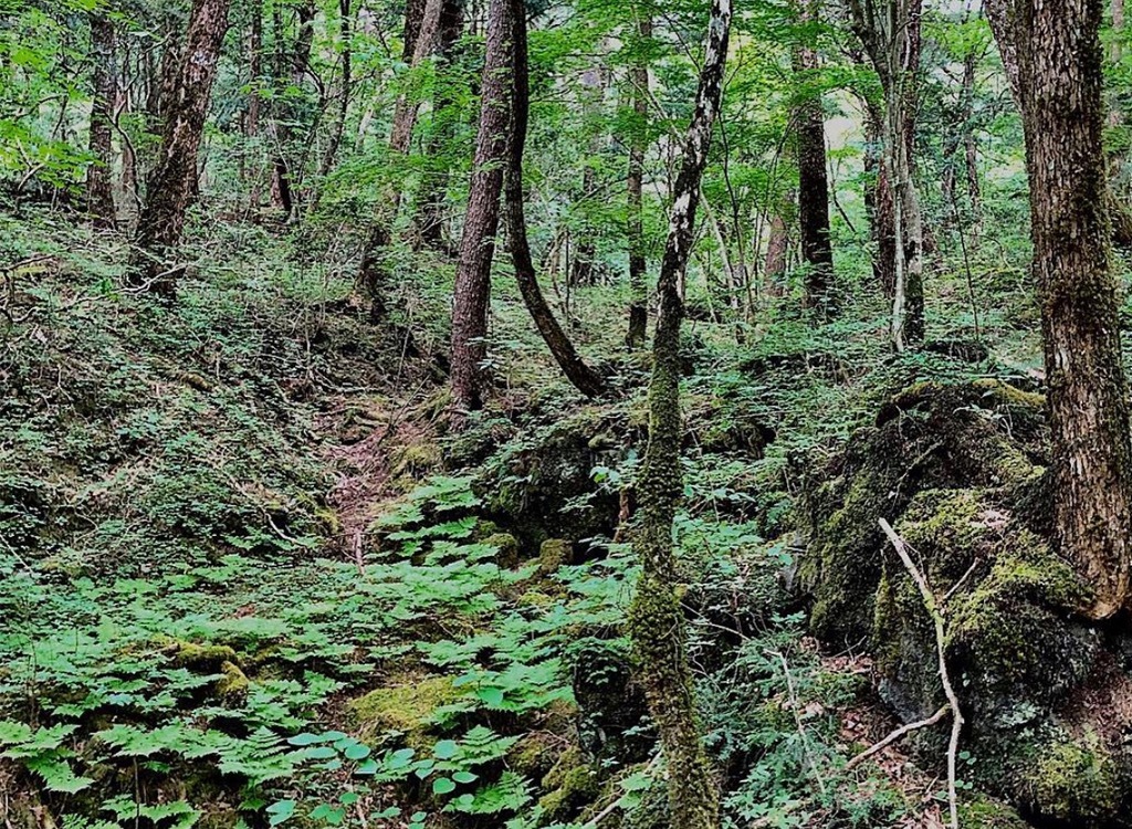 Aokigahara Japan suicide forest